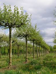 Attēlu rezultāti vaicājumam “Platanus x hispanica (syn. Platanus x acerifolia)”
