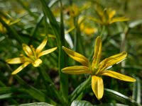 Attēlu rezultāti vaicājumam “Gagea pratensis”