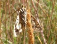 Attēlu rezultāti vaicājumam “Sitochroa verticalis”