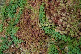 Attēlu rezultāti vaicājumam “Sphagnum molle”