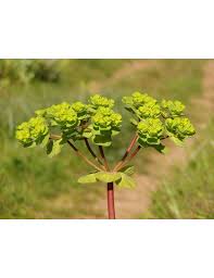 Attēlu rezultāti vaicājumam “Euphorbia helioscopia”