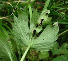 Attēlu rezultāti vaicājumam “Urocystis anemones”