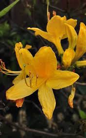 Attēlu rezultāti vaicājumam “Rhododendron calendulaceum flower”