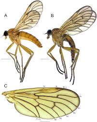 Attēlu rezultāti vaicājumam “Rhagionidae”