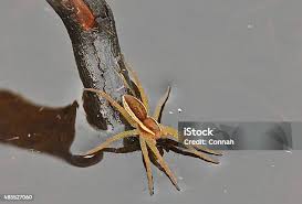 Attēlu rezultāti vaicājumam “Dolomedes fimbriatus”