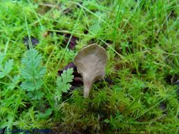 Attēlu rezultāti vaicājumam “Arrhenia spatulata”