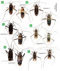 Attēlu rezultāti vaicājumam “Phytocoris sp.”