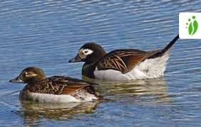 Attēlu rezultāti vaicājumam “Clangula hyemalis”
