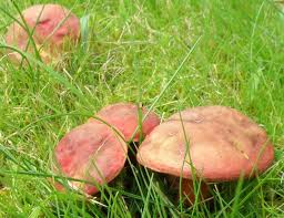 Attēlu rezultāti vaicājumam “Xerocomus rubellus”