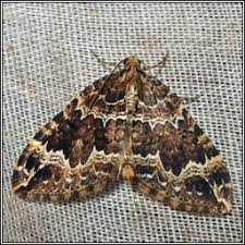 Attēlu rezultāti vaicājumam “Lampropteryx suffumata”