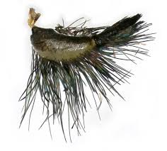 Attēlu rezultāti vaicājumam “Zygaena filipendulae exuvia”