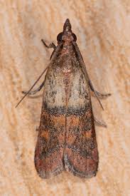 Attēlu rezultāti vaicājumam “Plodia interpunctella”