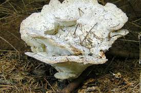 Attēlu rezultāti vaicājumam “Postia guttulata”