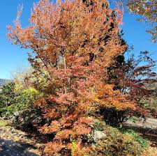 Attēlu rezultāti vaicājumam “Enkianthus campanulatus”