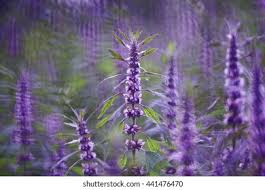 Attēlu rezultāti vaicājumam “Leonurus quinquelobatus flower”