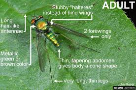 Attēlu rezultāti vaicājumam “Dolichopodidae”