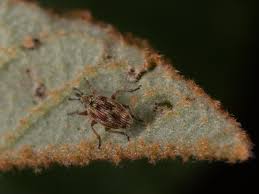 Attēlu rezultāti vaicājumam “Apion sp.”