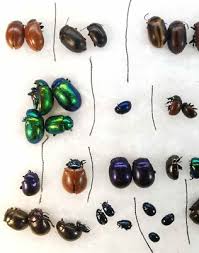 Attēlu rezultāti vaicājumam “Chrysomelidae”