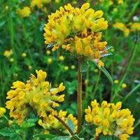 Image result for Anthyllis vulneraria rubra