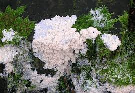 Attēlu rezultāti vaicājumam “Brefeldia maxima macro”