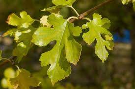 Attēlu rezultāti vaicājumam “Morus alba leaf”