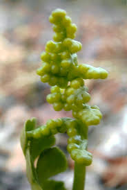 Attēlu rezultāti vaicājumam “Botrychium lunaria”