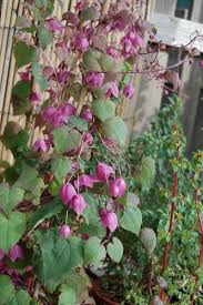 Image result for Rhodochiton atrosanguineum