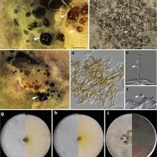 Attēlu rezultāti vaicājumam “Biscogniauxia marginata”