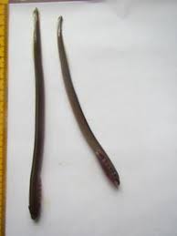 Image result for Lethenteron camtschaticum