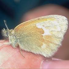 Attēlu rezultāti vaicājumam “Coenonympha tullia”