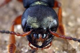 Attēlu rezultāti vaicājumam “Staphylinus erythropterus”