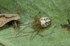 Attēlu rezultāti vaicājumam “Phylloneta sp.”