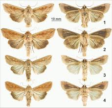Attēlu rezultāti vaicājumam “Mythimna sp.”