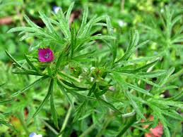 Attēlu rezultāti vaicājumam “Geranium dissectum leaf”