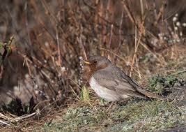 Image result for Turdus ruficollis