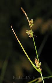 Attēlu rezultāti vaicājumam “Carex globularis”