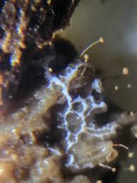 Attēlu rezultāti vaicājumam “Cribraria microcarpa”