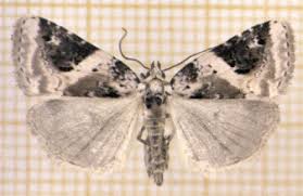 Attēlu rezultāti vaicājumam “Pseudeustrotia candidula”