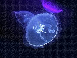 Attēlu rezultāti vaicājumam “Aurelia aurita”