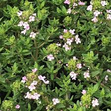 Image result for Thymus vulgaris