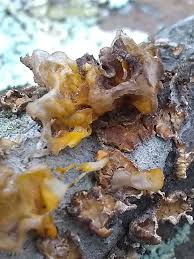 Attēlu rezultāti vaicājumam “Diachea subsessilis young”