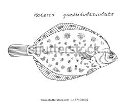 Image result for Pleuronectes platessa