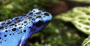 Image result for blauer baumsteiger