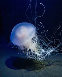 Image result for Phacellophora camtschatica