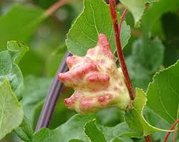 Attēlu rezultāti vaicājumam “Pemphigus borealis”