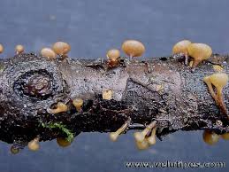 Attēlu rezultāti vaicājumam “Rutstroemia firma”