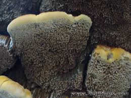 Attēlu rezultāti vaicājumam “Inonotus rheades”