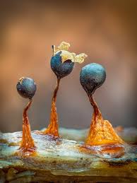 Attēlu rezultāti vaicājumam “Physarum bitectum macro”