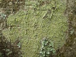 Attēlu rezultāti vaicājumam “Pertusaria flavida”