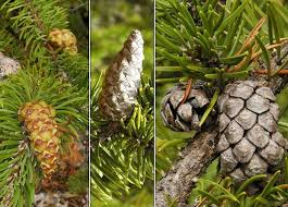 Attēlu rezultāti vaicājumam “Pinus ponderosa fruit”